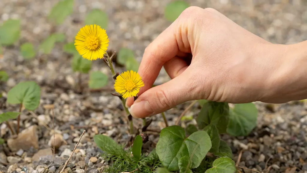 Huflattich im März erkennen – gelbe Blüte wird am Wegesrand gepflückt