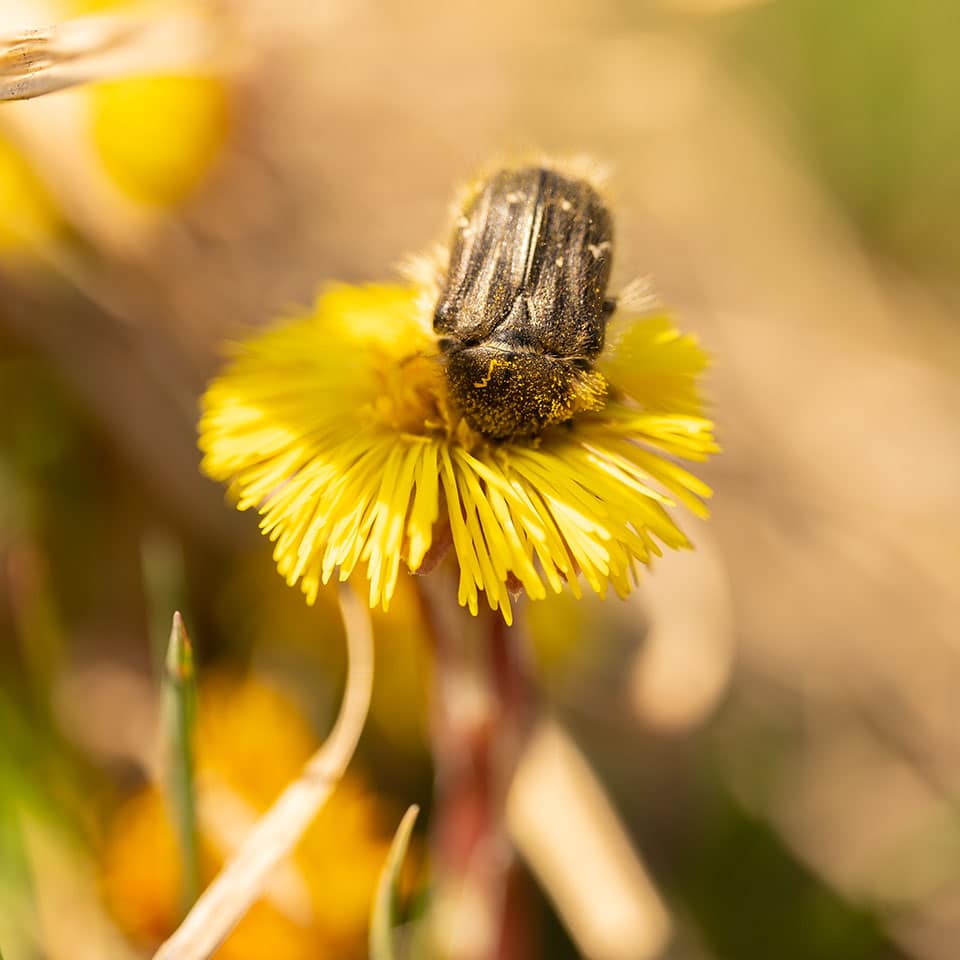 Käfer auf der Blüte des Huflattich im Februar