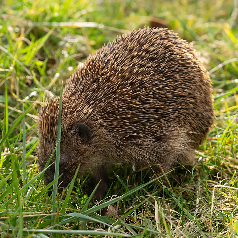 Igel auf Futtersuche