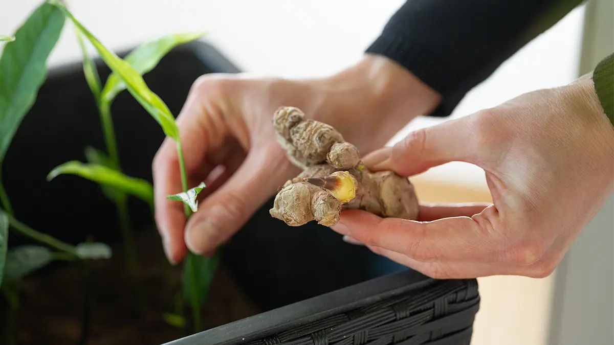 Ingwer im Februar anbauen: frische Ingwerknolle wird im Topf für den frühen Austrieb vorbereitet