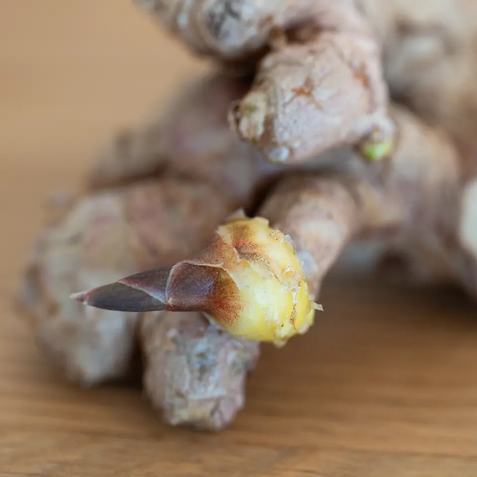 Ingwerknolle mit Austrieb