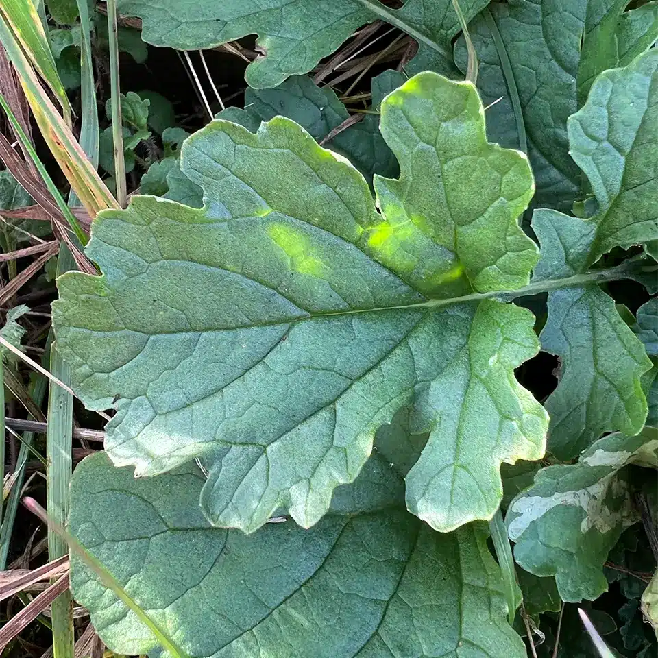 Blatt des Jakobskreuzkraut