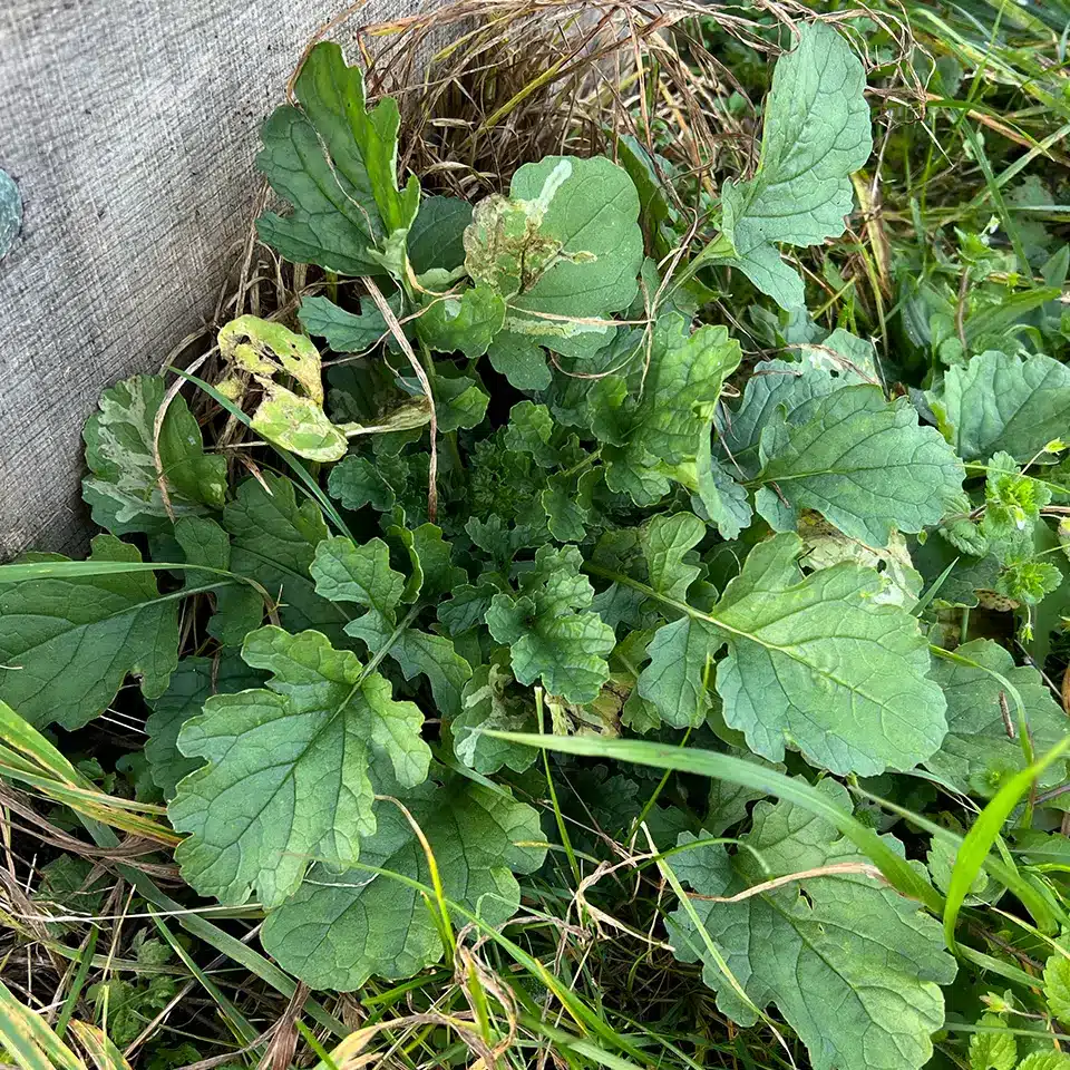 Rosette des Jakobskreuzkraut im November