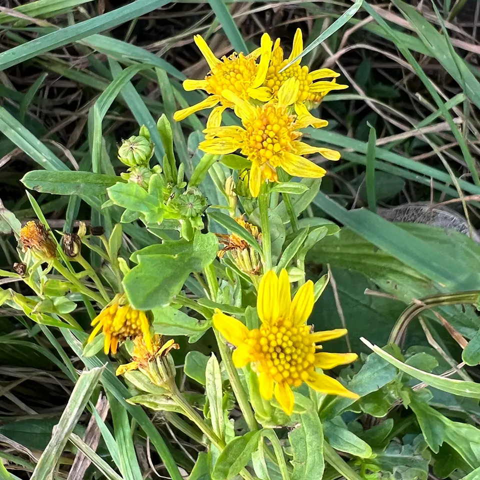 Blüte des Jakobskreuzkraut