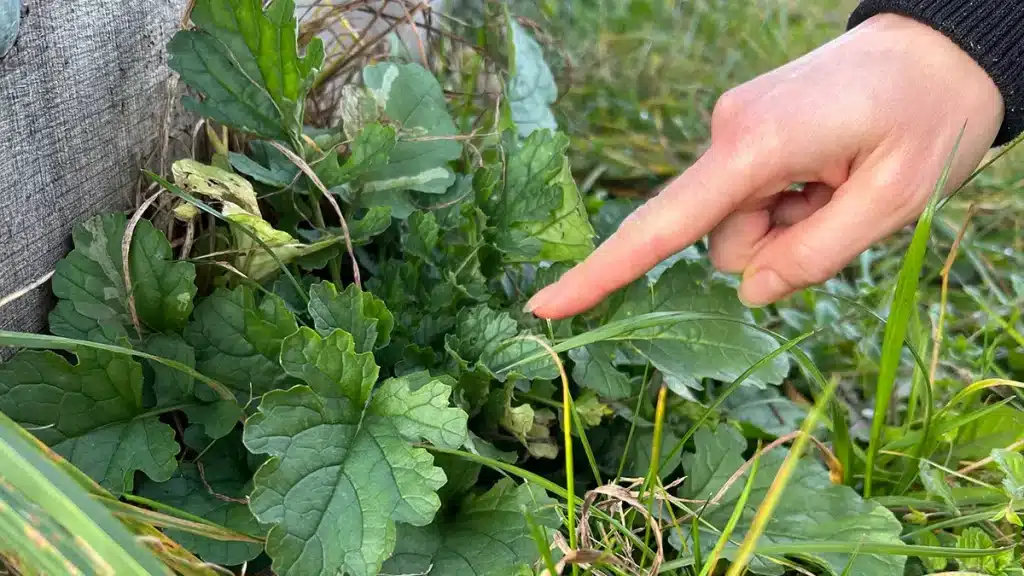 Jakobskreuzkraut im November im Garten – eine giftige Pflanze, die man jetzt unbedingt entfernen sollte