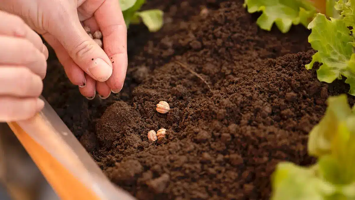 8 Tipps zur Anzucht im Januar