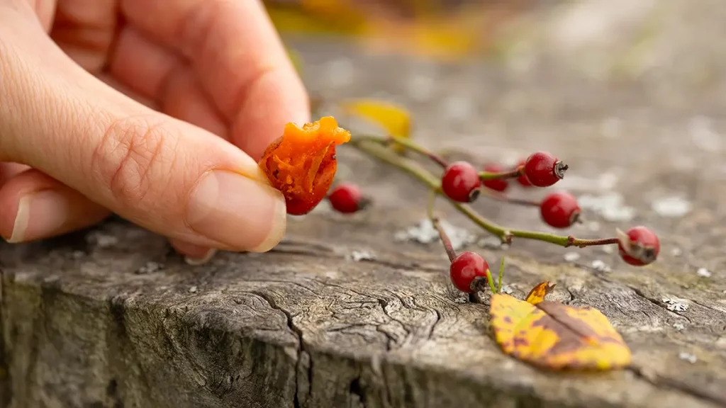 Hand pflückt reife Hagebutten im Herbst – roh essbare Wildfrüchte voller Vitamin C