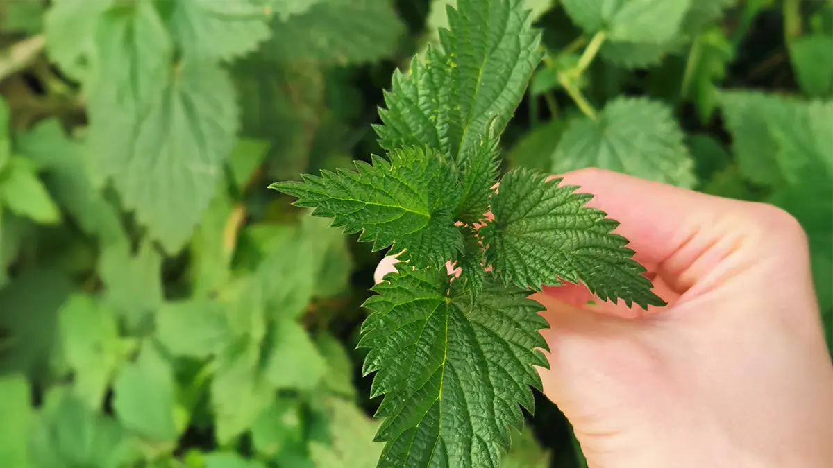 Junge Brennnessel im März