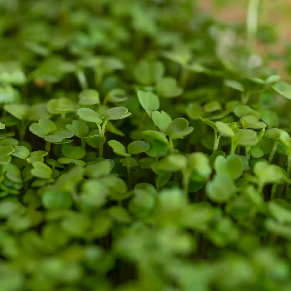 Kleines Gemüse im Februar auf der Fensterbank anbauen
