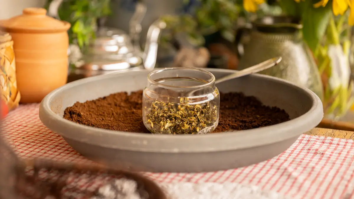 Kaffeesatz im August als natürlicher Dünger für Garten- und Zimmerpflanzen