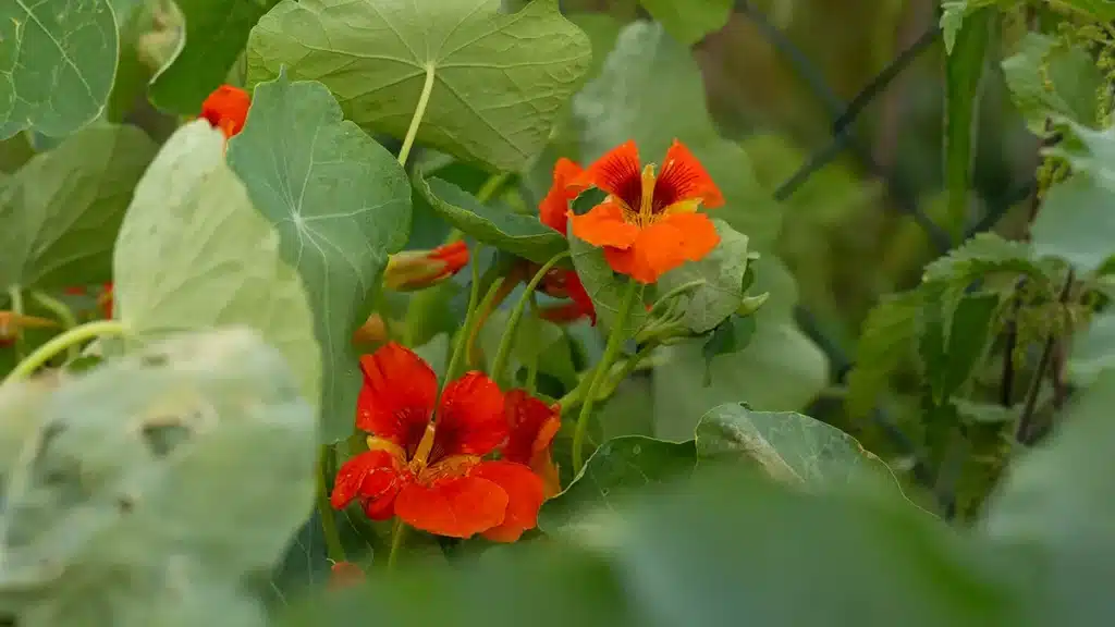 Kapuzinerkresse im September ernten – leuchtend orange Blüten im Garten vor der Frostzeit