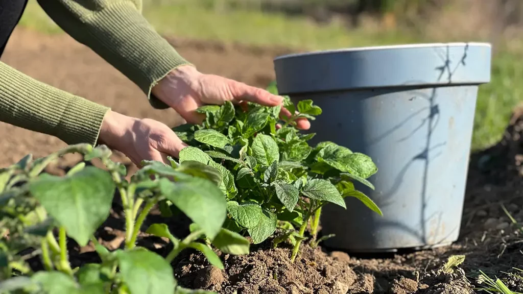 Kartoffeln im April im Kübel vorziehen – junge Kartoffelpflanzen im Topf für frühere Ernte