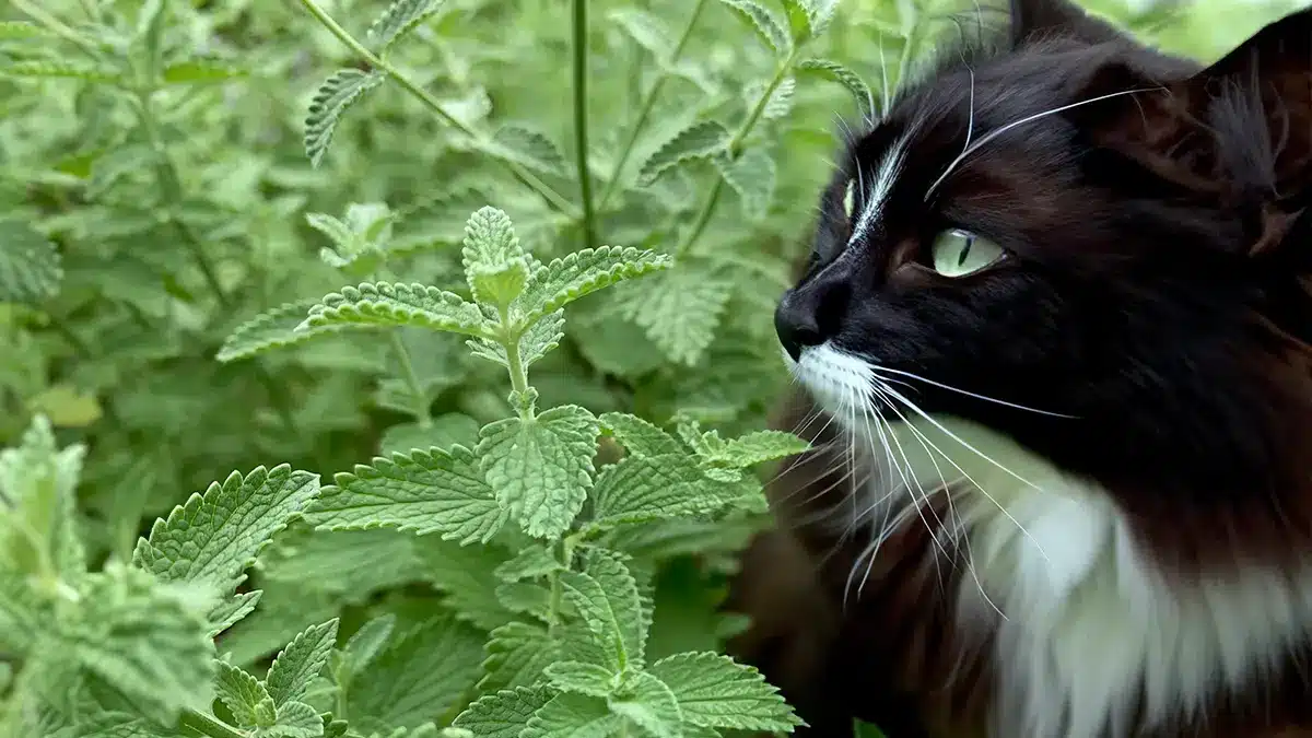 Katzenminze im Sommer