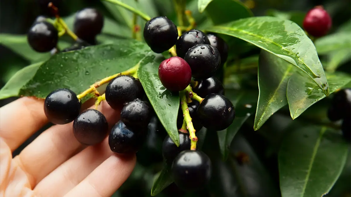 Kirschlorbeer mit dunklen Beeren – beliebte Heckenpflanze im Garten