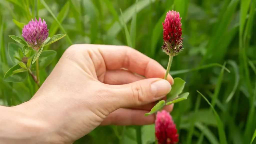 Rotklee-Blüten und Inkarnatklee auf einer Wiese im Mai – heimisches essbares Wildkraut