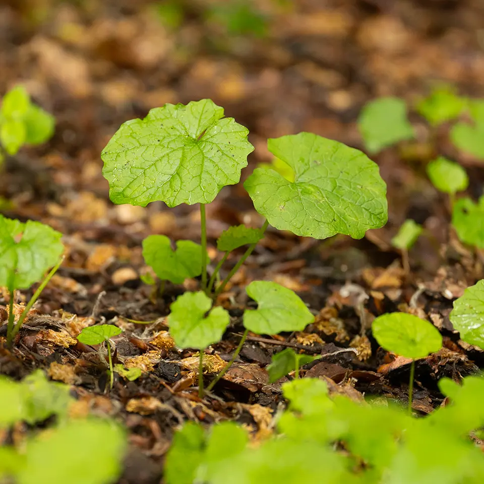 Junge Blätter der Knobauchsrauke