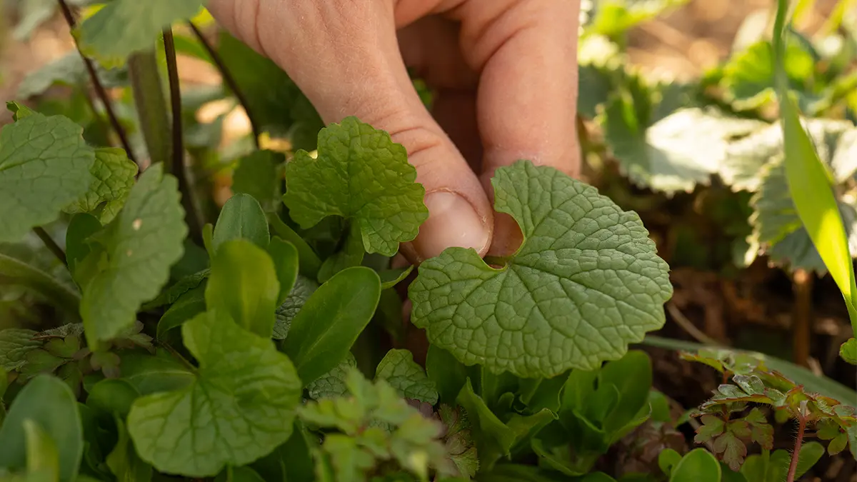Junge Blätter der Knoblauchsrauke im April erkennen – essbares Wildkraut mit Knoblauchgeschmack