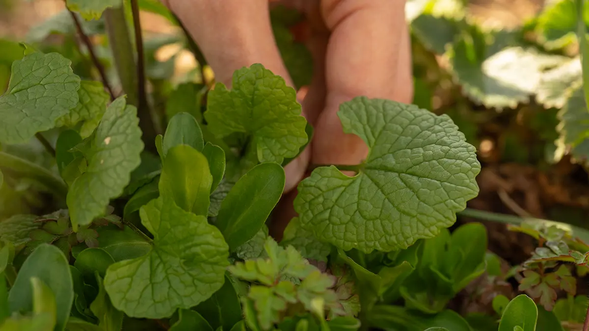 Knoblauchsrauke mit weißen vierblättrigen Blüten und herzförmigen Blättern am Waldrand im Mai