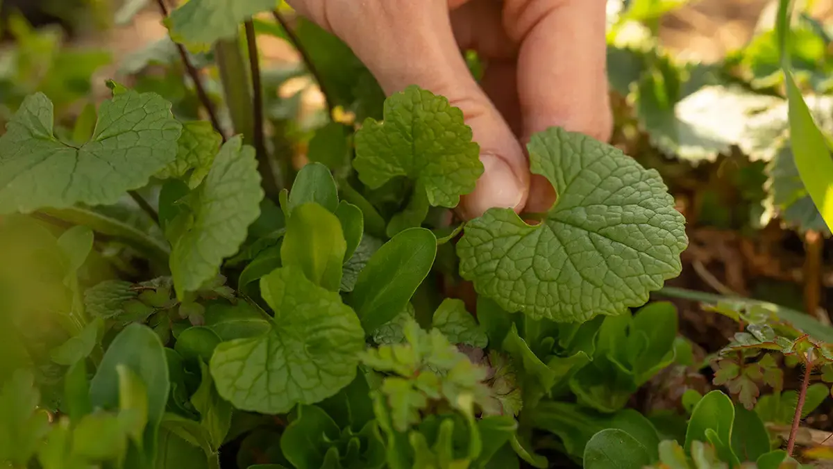 Knoblauchsrauke im April erkennen – frische Wildpflanze mit rundlichen Blättern im Wald