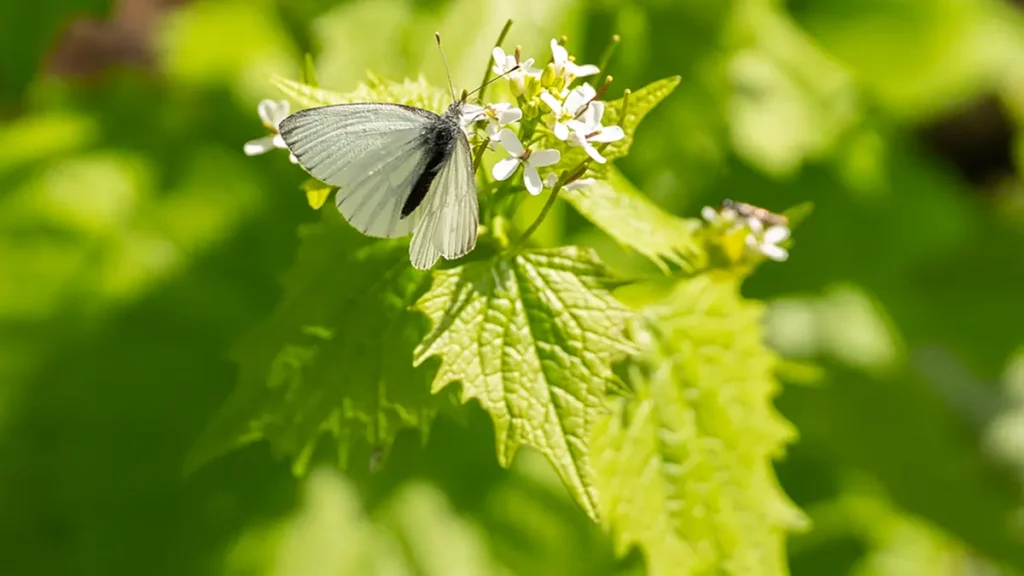 Knoblauchsrauke mit weißen vierblättrigen Blüten und herzförmigen Blättern am Waldrand im Mai