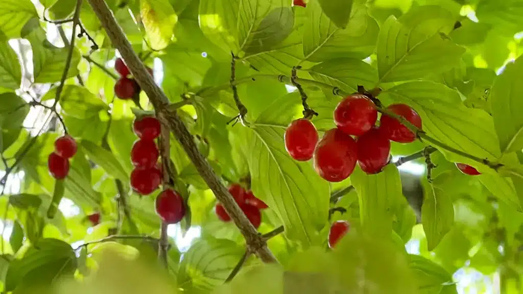 Reife rote Kornelkirschen im September am Strauch – gesunde Wildfrucht zum Ernten und Verarbeiten