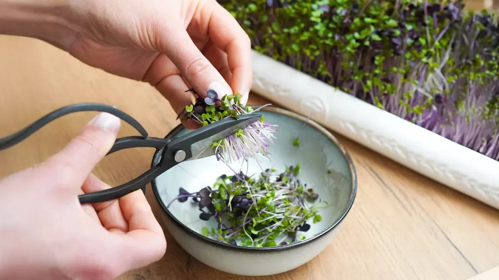 Frische Microgreens werden auf einer Fensterbank im Winter geerntet – frisches Grün trotz Kälte.