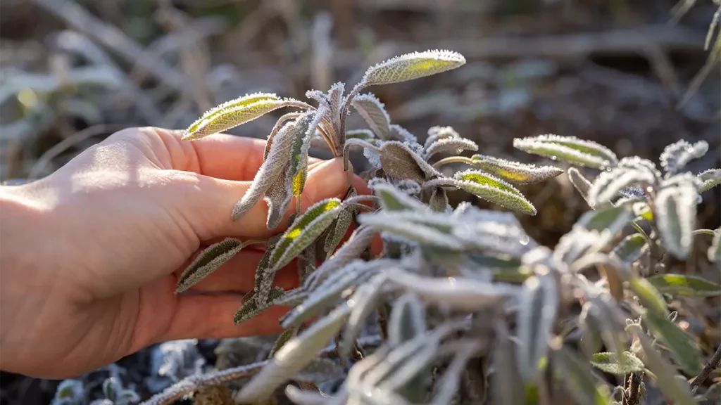 Diese Kräuter helfen bei Husten und Erkältung im November