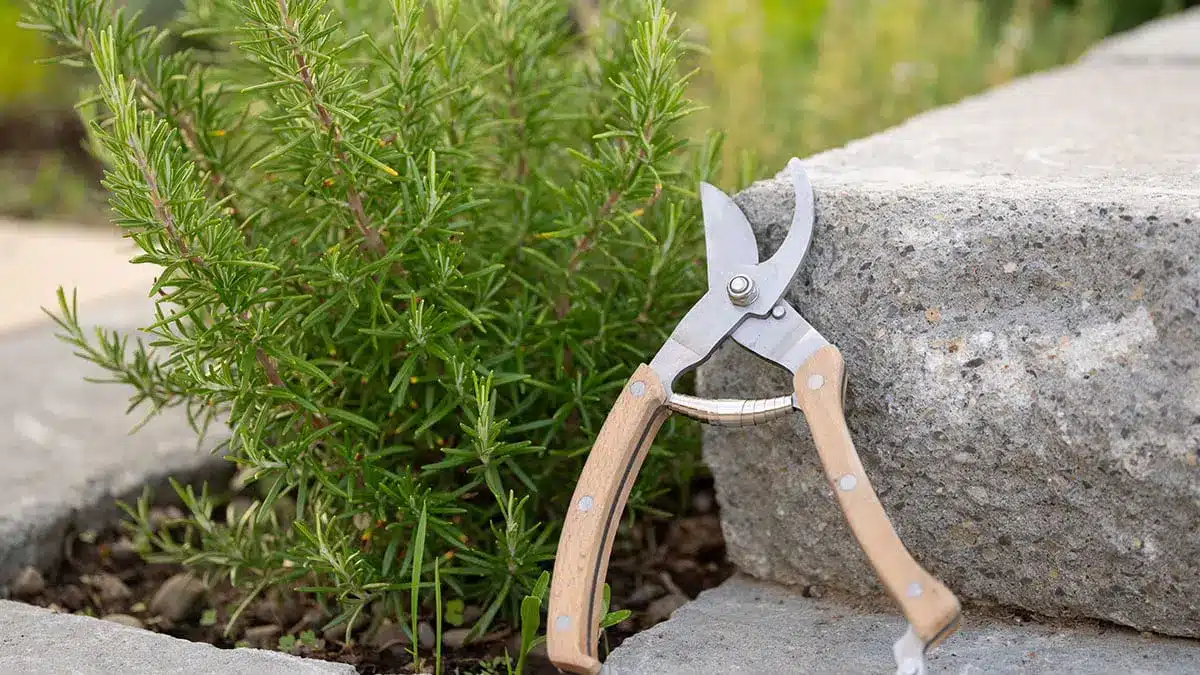 Kräuter im April zurückschneiden