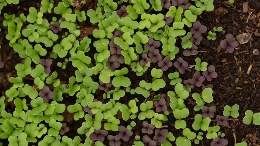 Junge Kräuterkeimlinge im August – frische Aussaat für Winterernte