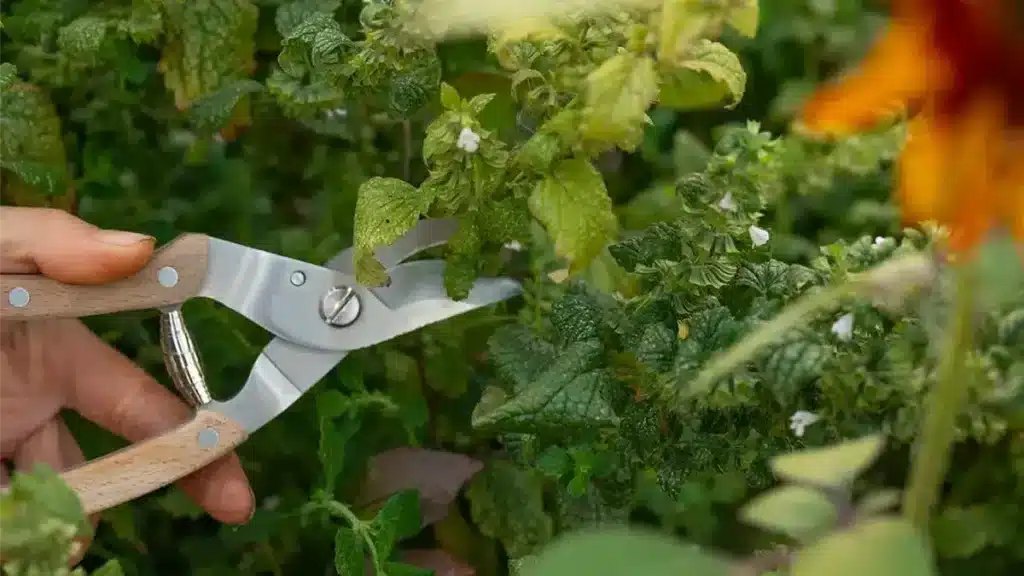 Hand schneidet frische Kräuter im August im Garten – gezielter Rückschnitt für mehr Aroma und Ernte