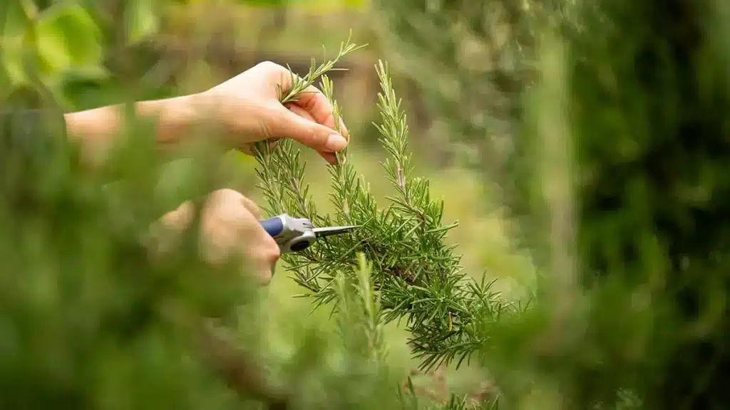 Rückschnitt von Kräutern im November – eine Hand schneidet Rosmarin und Thymian, um den Garten winterfest zu machen.