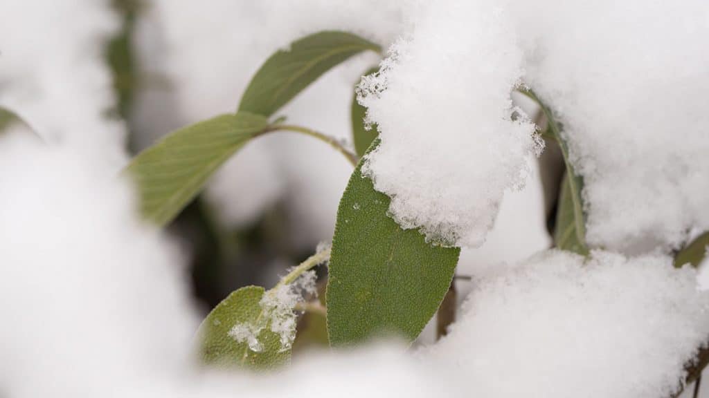 Diese Kräuter und Pflanzen sollten von Schnee befreit werden