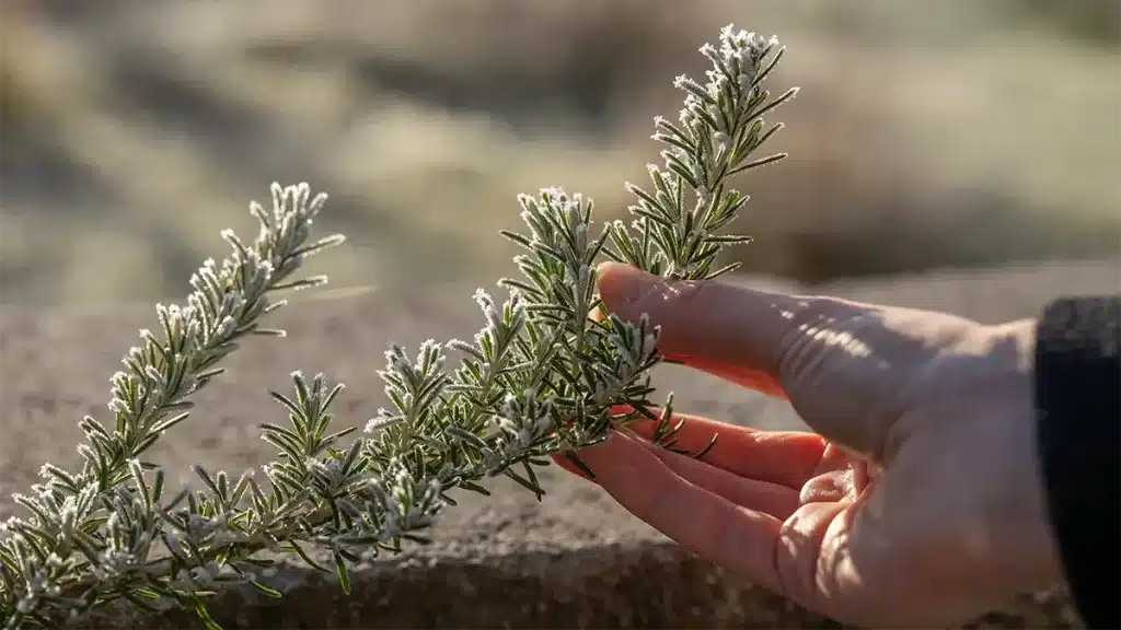 Hand erntet einen frischen Rosmarinzweig im November – kraftspendendes Kraut für mehr Energie