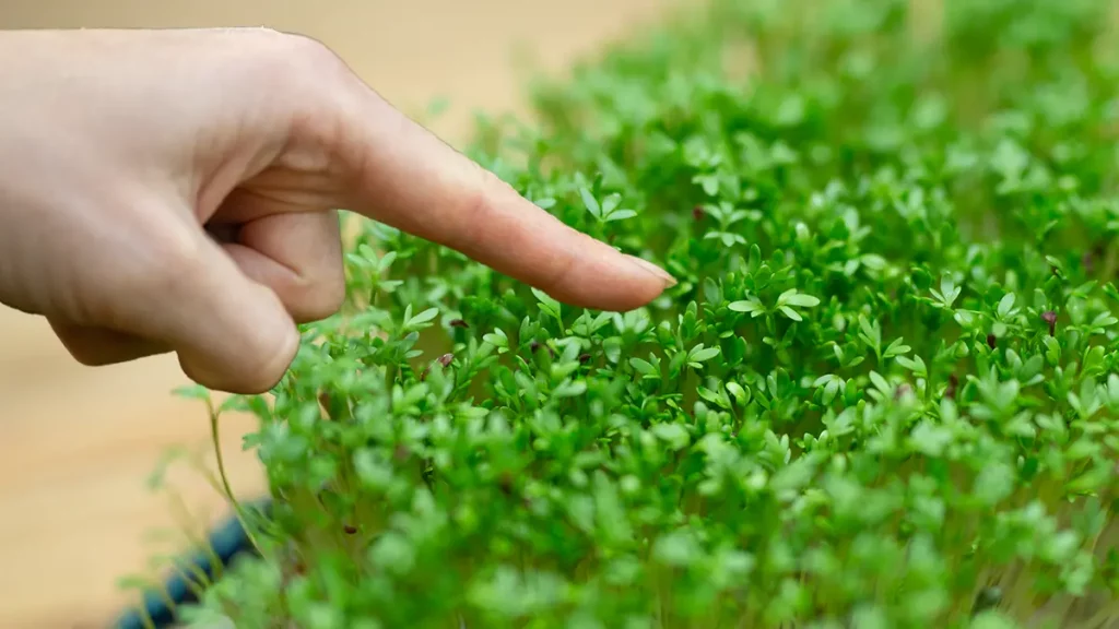 Frische Kresse wird im November auf der Fensterbank geerntet, eine Hand schneidet die jungen grünen Keimlinge ab.