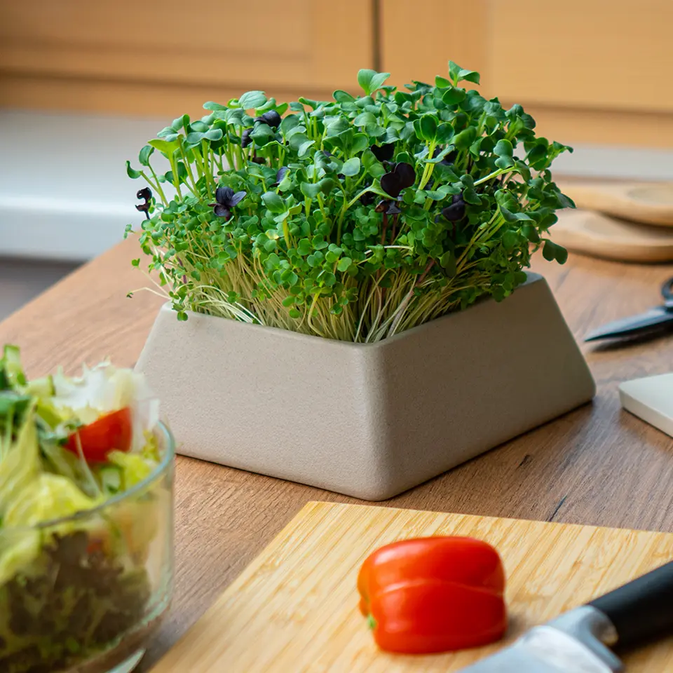 Kresse in der Küche anbauen