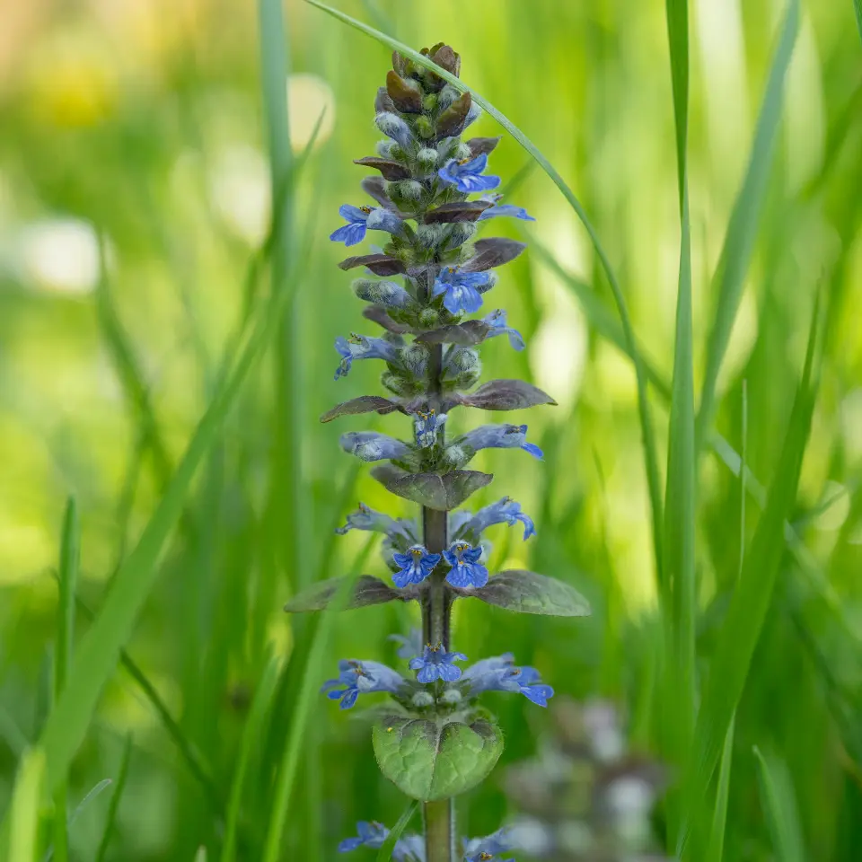 Kriechender Günsel im Garten