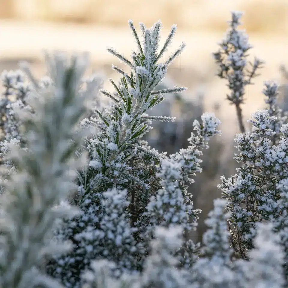 Küchenkräuter im Hochbeet im Januar