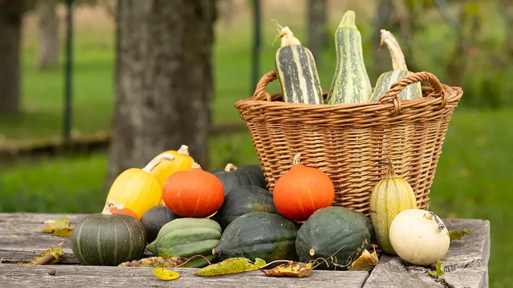 Kürbisernte im Oktober
