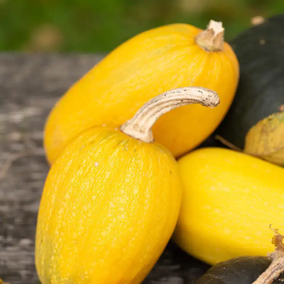 Kürbis im Oktober sammeln