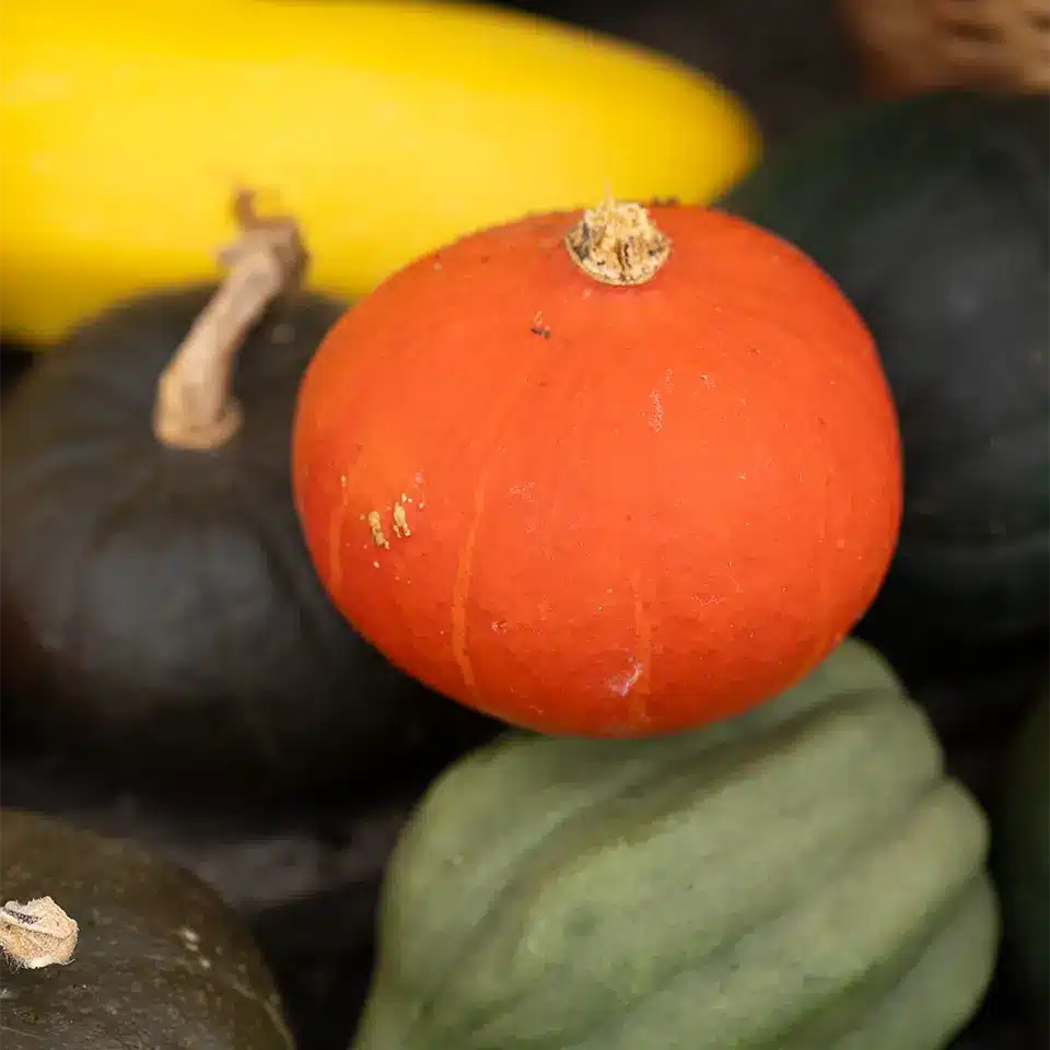 Kürbisse im Herbst