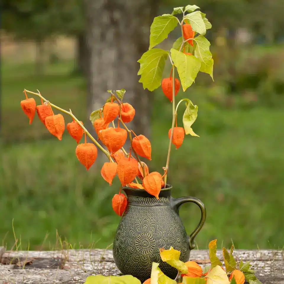 Lampionblumen im Oktober