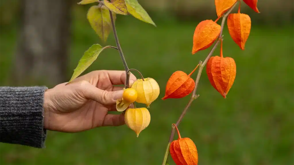 Hand hält Zweig mit orangefarbenen Lampionblumen und gelben Physalis-Früchten im Herbstgarten