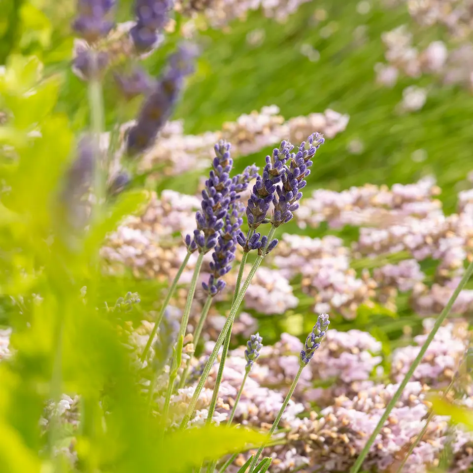 Lavendelarten im Garten