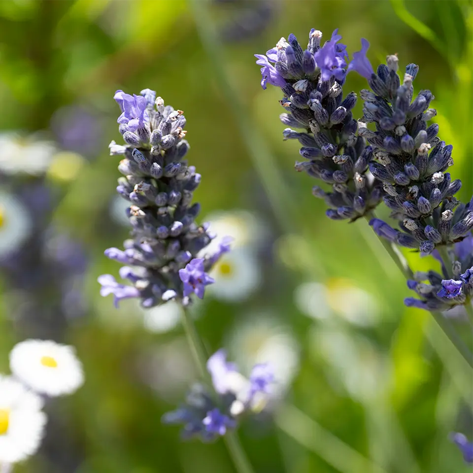 Lavendel blüht im Frühling