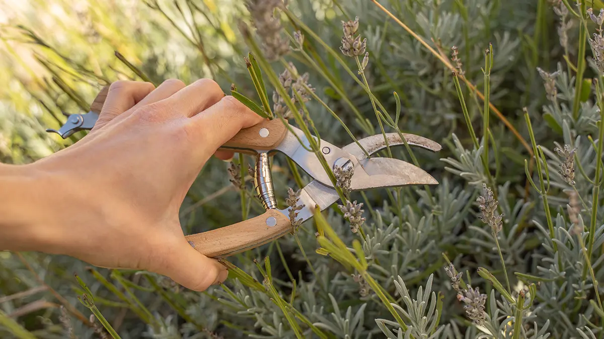 Lavendel im März schneiden – Rückschnitt mit Gartenschere für buschigen Wuchs und viele Blüten