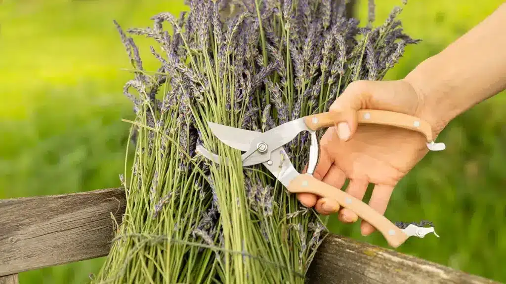 Lavendel im September ernten – frisch geschnittene Lavendelsträuße für Küche und Tee