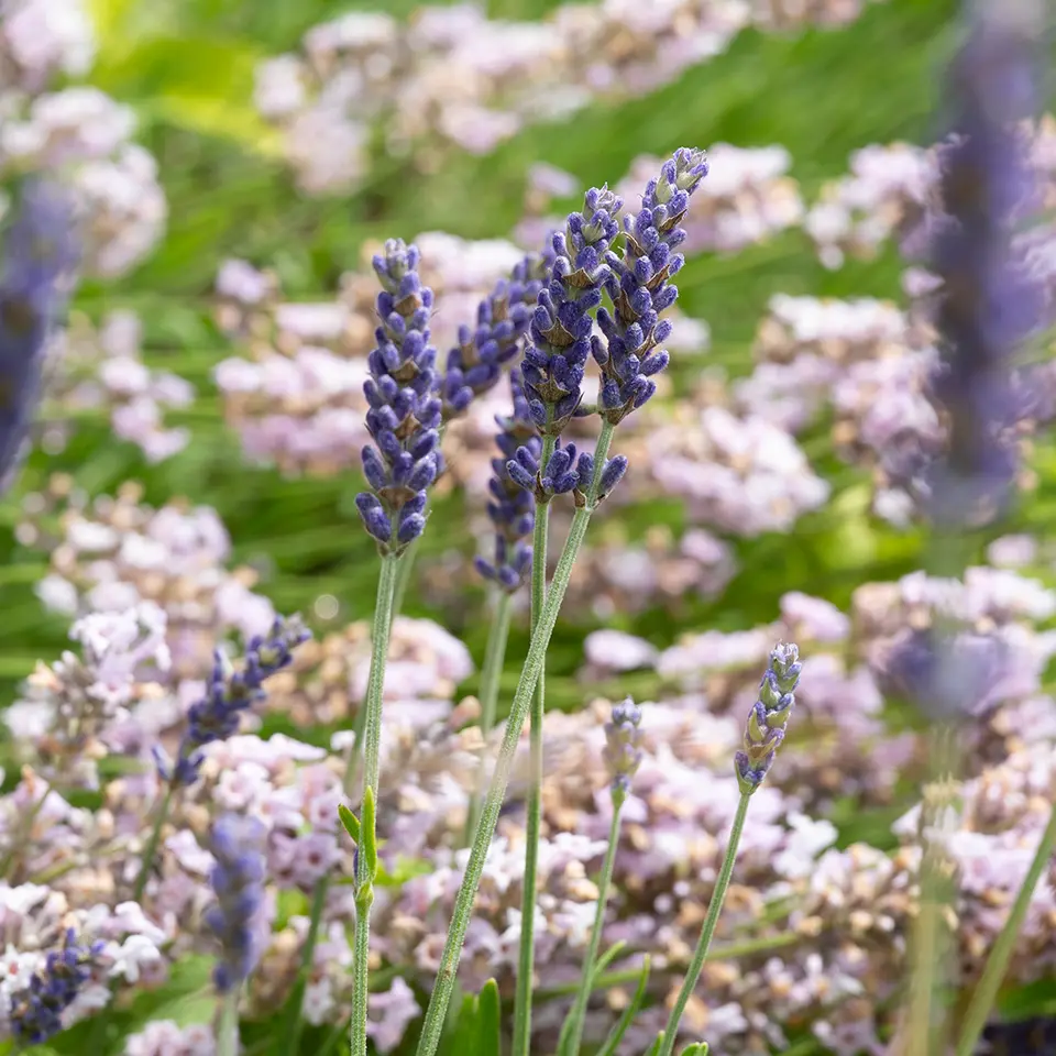 Blühender Lavendel im Garten
