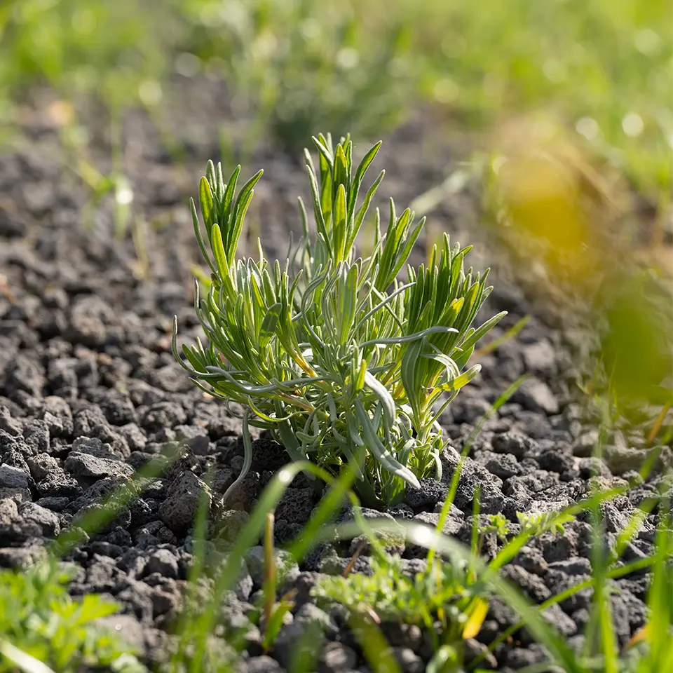 Der perfekte Standort für Lavendel