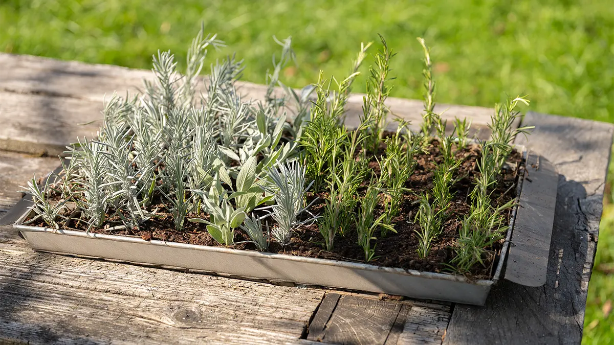 Lavendel im Februar pflanzen: junge Lavendelpflanzen in durchlässiger Erde im sonnigen Beet