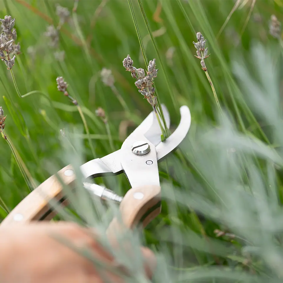 Lavendel im Garten schneiden